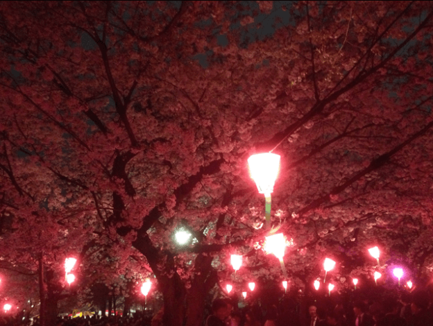 鶴舞公園のお花見2018！屋台の時間や期間はいつまで？