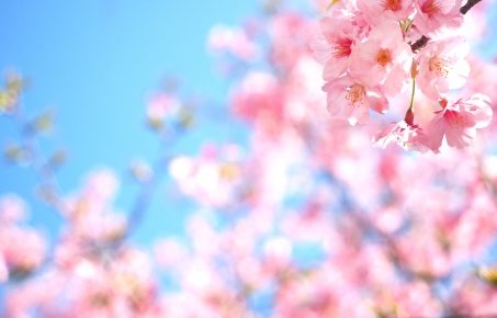 大阪城公園のお花見2018！桜の見頃は？夜桜のライトアップ情報