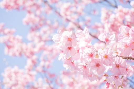 モエレ沼公園のお花見2018！桜が夜にライトアップされる時間と場所は？